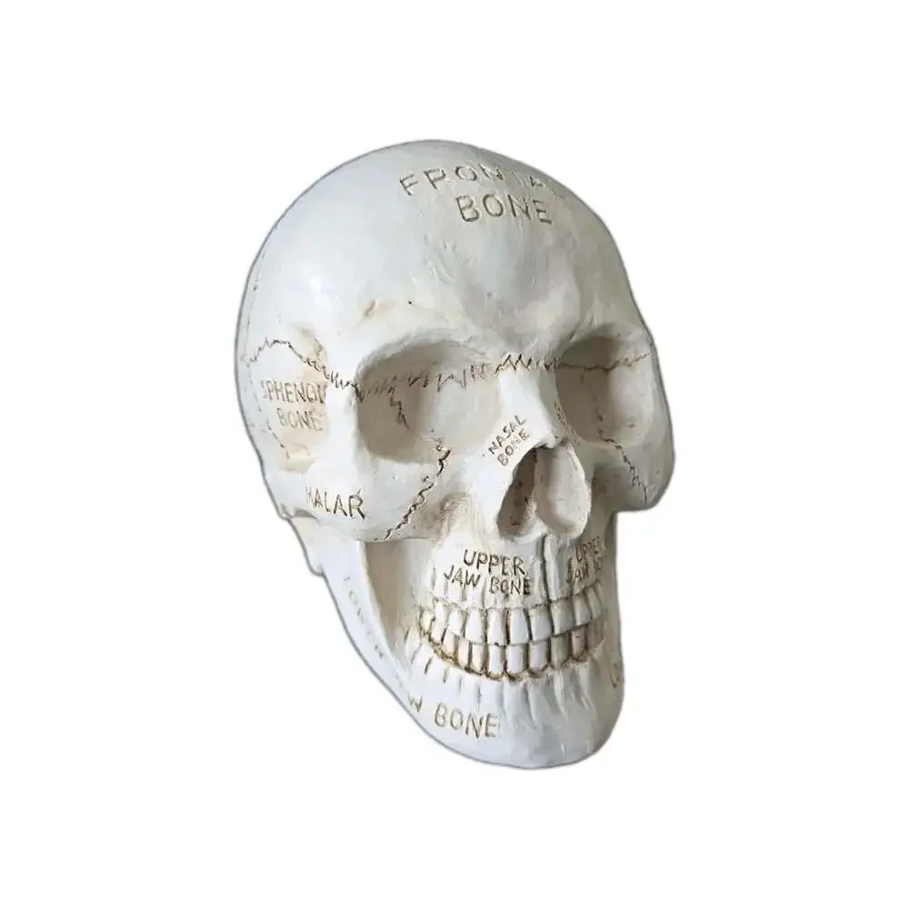 New Anatomical Human Skull Labeled Bones Medical Halloween Figurine Decor